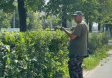 Во Владимире продолжаются работы по уходу за зелеными насаждениями Во Владимире продолжаются работы по уходу за зелеными насаждениями