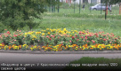 «Владимир в цвету». У Красносельского пруда посадили около 1200 свежих цветов»